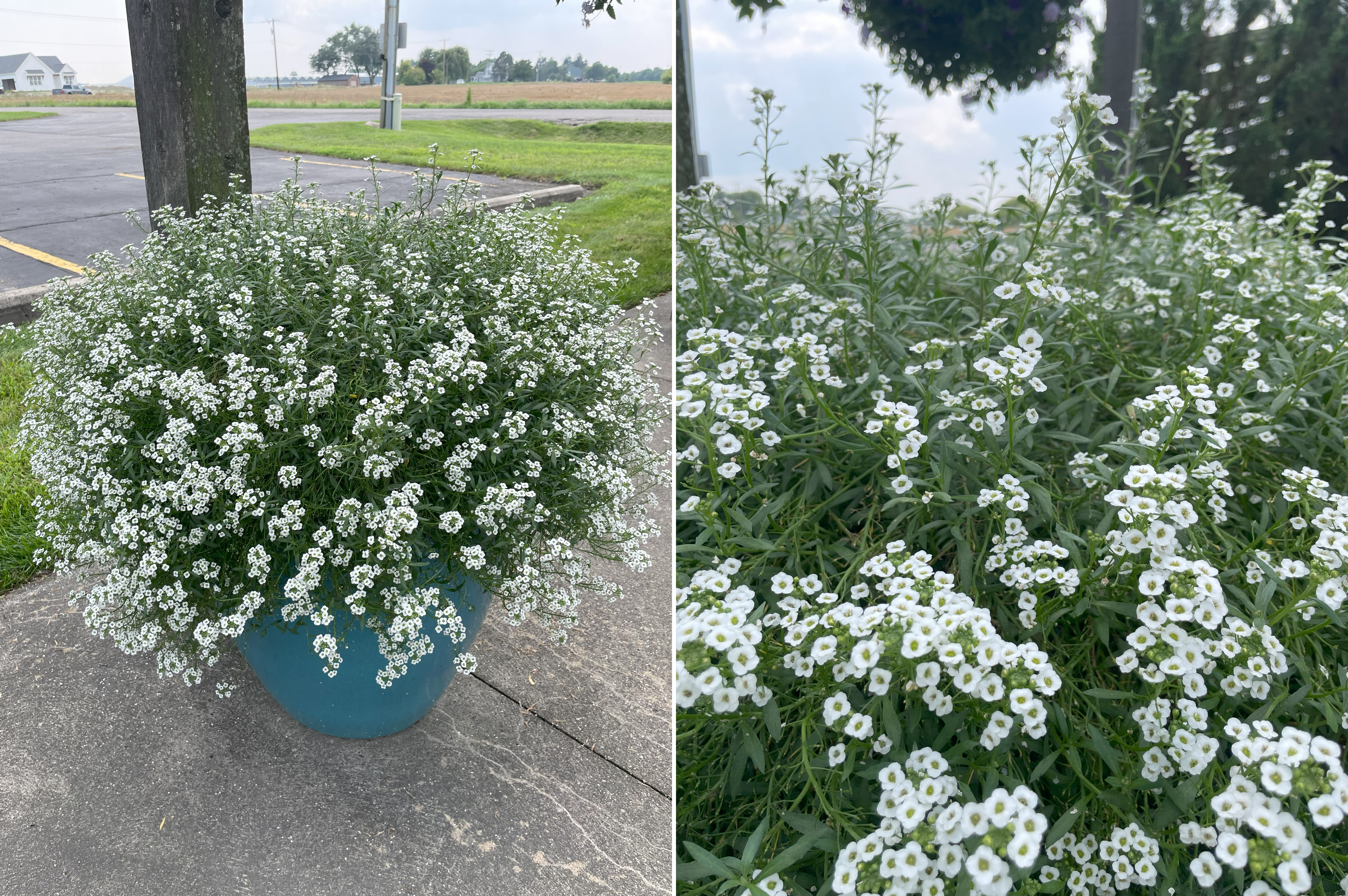 Two views of white alyssum. Left: A rounded blue pot spilling over with dense clusters of tiny white flowers. Right: A close-up of the small blooms with green foliage, showing their delicate texture.